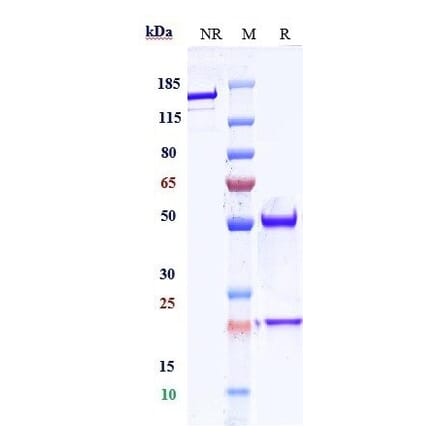 SDS-PAGE - Anti-VEGFA Antibody [Research Grade Biosimilar] - Low endotoxin, Azide free (A324292) - Antibodies.com