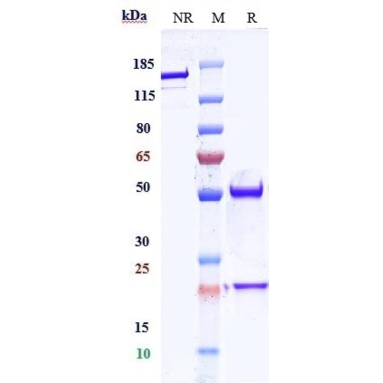 SDS-PAGE - Anti-VEGFA Antibody [Research Grade Biosimilar] - Low endotoxin, Azide free (A324292) - Antibodies.com