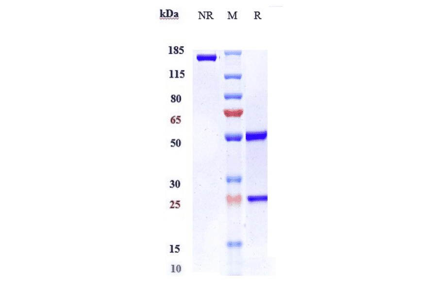 SDS-PAGE - Anti-VEGFB Antibody [CSL346] - Low endotoxin, Azide free (A324293) - Antibodies.com