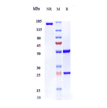 SDS-PAGE - Anti-VEGFB Antibody [CSL346] - Low endotoxin, Azide free (A324293) - Antibodies.com