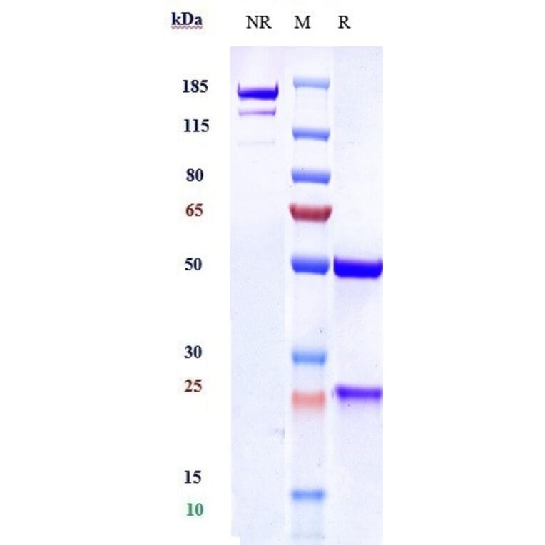 SDS-PAGE - Anti-VEGFC Antibody [VGX100] - Low endotoxin, Azide free (A324294) - Antibodies.com