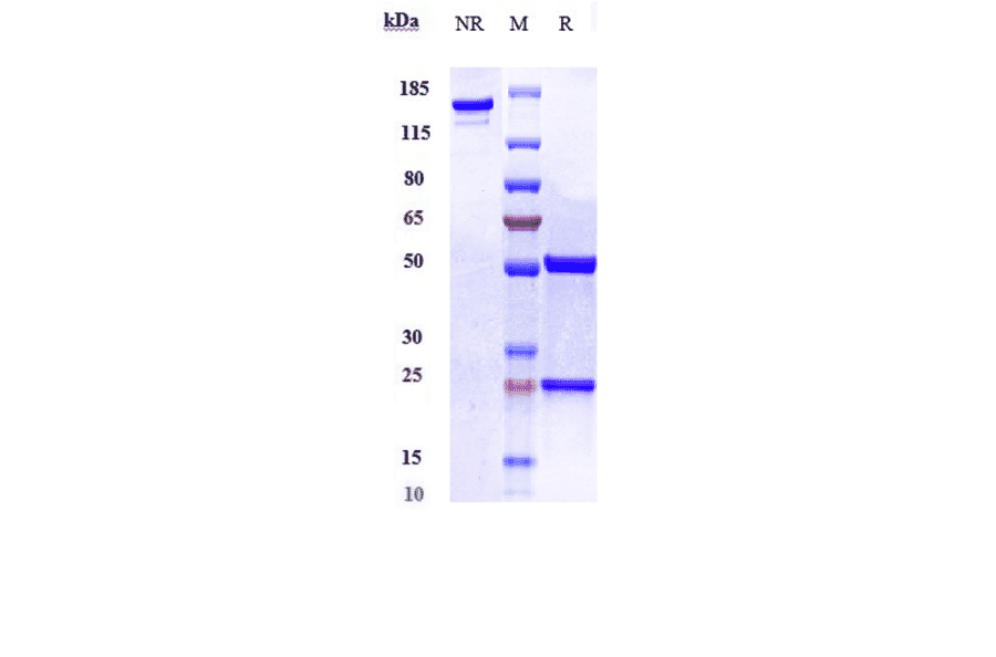 SDS-PAGE - Anti-Visfatin Antibody [Alt-100] - Low endotoxin, Azide free (A324295) - Antibodies.com