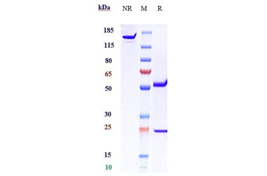 SDS-PAGE - Anti-Von Willebrand Factor Antibody [Research Grade Biosimilar] - Low endotoxin, Azide free (A324296) - Antibodies.com