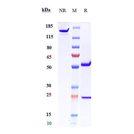 SDS-PAGE - Anti-Von Willebrand Factor Antibody [Research Grade Biosimilar] - Low endotoxin, Azide free (A324296) - Antibodies.com
