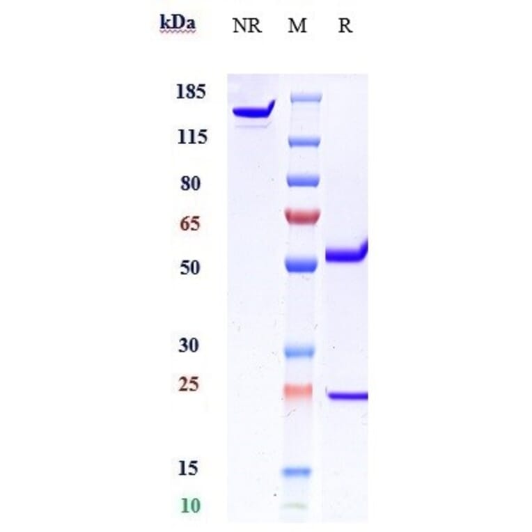 SDS-PAGE - Anti-Von Willebrand Factor Antibody [Research Grade Biosimilar] - Low endotoxin, Azide free (A324296) - Antibodies.com