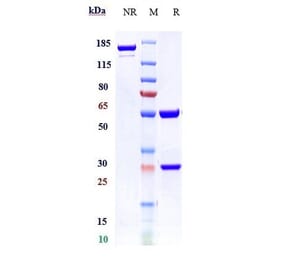 SDS-PAGE - Anti-Von Willebrand Factor Antibody [Research Grade Biosimilar] - Low endotoxin, Azide free (A324297) - Antibodies.com