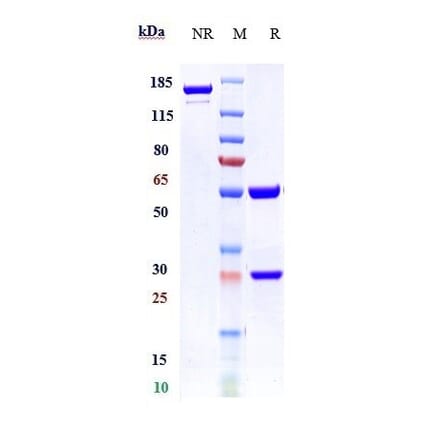 SDS-PAGE - Anti-Von Willebrand Factor Antibody [Research Grade Biosimilar] - Low endotoxin, Azide free (A324297) - Antibodies.com