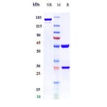 SDS-PAGE - Anti-Von Willebrand Factor Antibody [Research Grade Biosimilar] - Low endotoxin, Azide free (A324297) - Antibodies.com