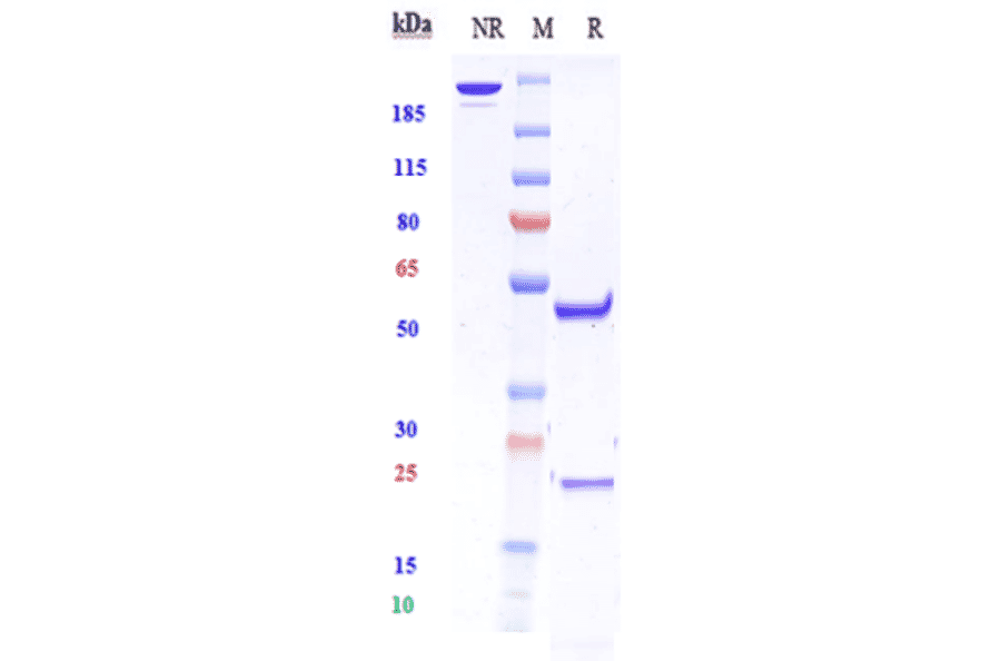 SDS-PAGE - Anti-ZNF354C Antibody [Research Grade Biosimilar] - Low endotoxin, Azide free (A324299) - Antibodies.com