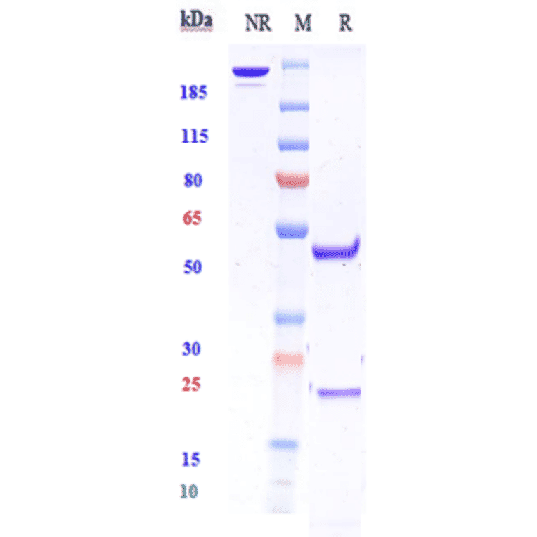 SDS-PAGE - Anti-ZNF354C Antibody [Research Grade Biosimilar] - Low endotoxin, Azide free (A324299) - Antibodies.com