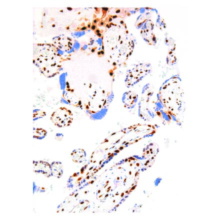 Immunohistochemistry - Anti-p57 Kip2 Antibody [IHC057] (A324383) - Antibodies.com