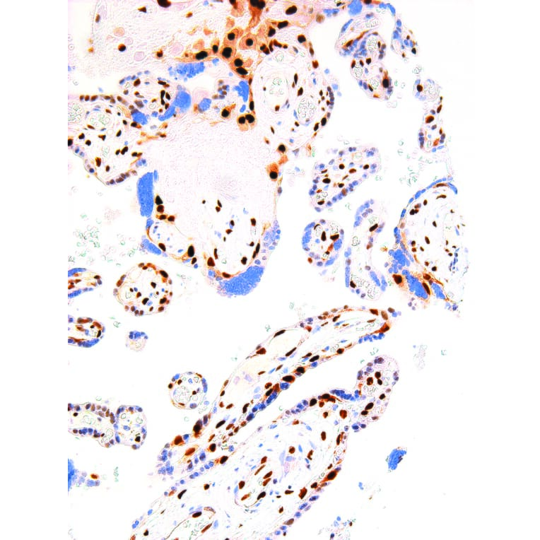 Immunohistochemistry - Anti-p57 Kip2 Antibody [IHC057] (A324383) - Antibodies.com