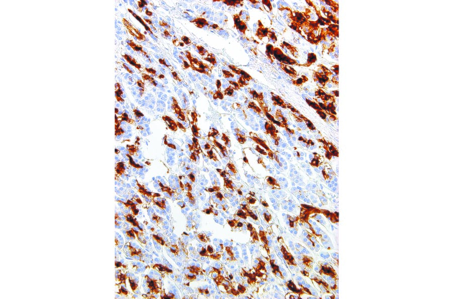 Immunohistochemistry - Anti-SPNS2 Antibody [IHC694] (A324389) - Antibodies.com