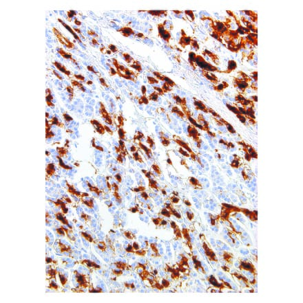 Immunohistochemistry - Anti-SPNS2 Antibody [IHC694] (A324389) - Antibodies.com