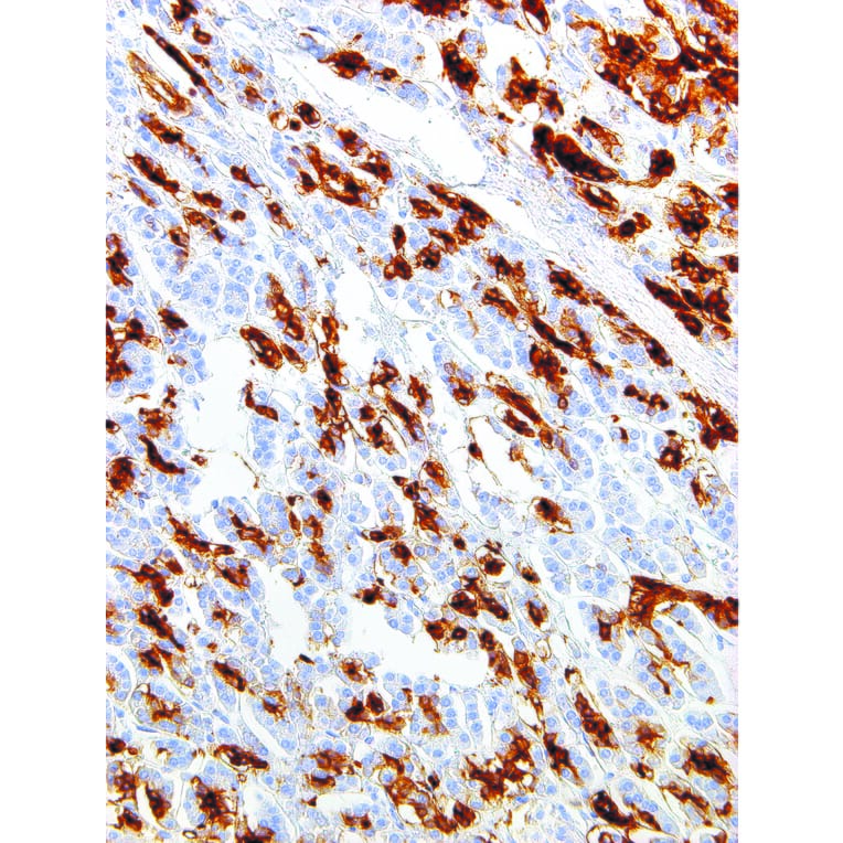 Immunohistochemistry - Anti-SPNS2 Antibody [IHC694] (A324389) - Antibodies.com