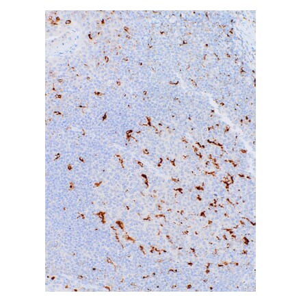 Immunohistochemistry - Anti-CD68 Antibody [IHC068] (A324397) - Antibodies.com