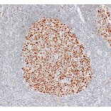 Immunohistochemistry - Anti-Bcl6 Antibody [IHC029] (A324399) - Antibodies.com