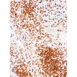 Immunohistochemistry - Anti-CD45RO Antibody [IHC537] (A324409) - Antibodies.com