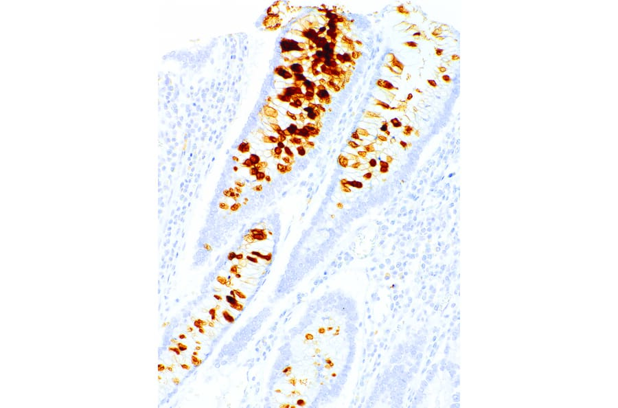 Immunohistochemistry - Anti-Gastric Mucin/MUC-6 Antibody [IHC047] (A324414) - Antibodies.com