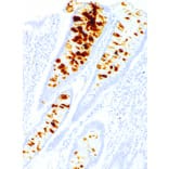 Immunohistochemistry - Anti-Gastric Mucin/MUC-6 Antibody [IHC047] (A324414) - Antibodies.com