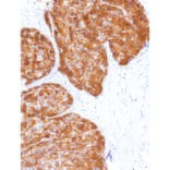 Immunohistochemistry - Anti-Glutamine Synthetase Antibody [IHC586] (A324417) - Antibodies.com