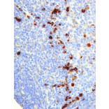 Immunohistochemistry - Anti-NFkB p105/p50 Antibody [IHC610] (A324422) - Antibodies.com