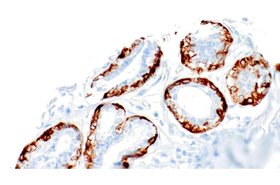 Immunohistochemistry - Anti-Calponin 1 Antibody [IHC075] (A324433) - Antibodies.com