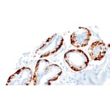 Immunohistochemistry - Anti-Calponin 1 Antibody [IHC075] (A324433) - Antibodies.com