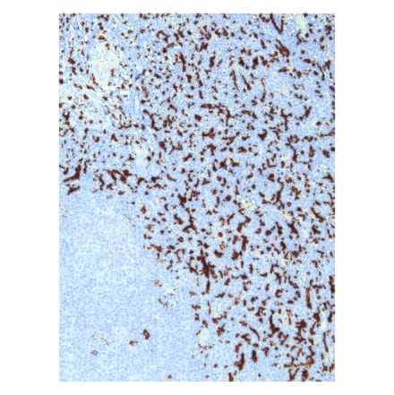 Immunohistochemistry - Anti-CD163 Antibody [IHC163] (A324437) - Antibodies.com