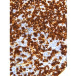Immunohistochemistry - Anti-CD45RA Antibody [IHC536] (A324443) - Antibodies.com