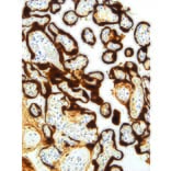 Immunohistochemistry - Anti-CGA/hCG alpha Antibody [IHC593] (A324448) - Antibodies.com