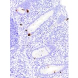 Immunohistochemistry - Anti-Chromogranin A Antibody [IHC544] (A324449) - Antibodies.com