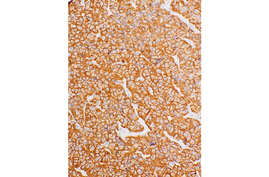 Immunohistochemistry - Anti-Growth Hormone Antibody [IHC589] (A324467) - Antibodies.com