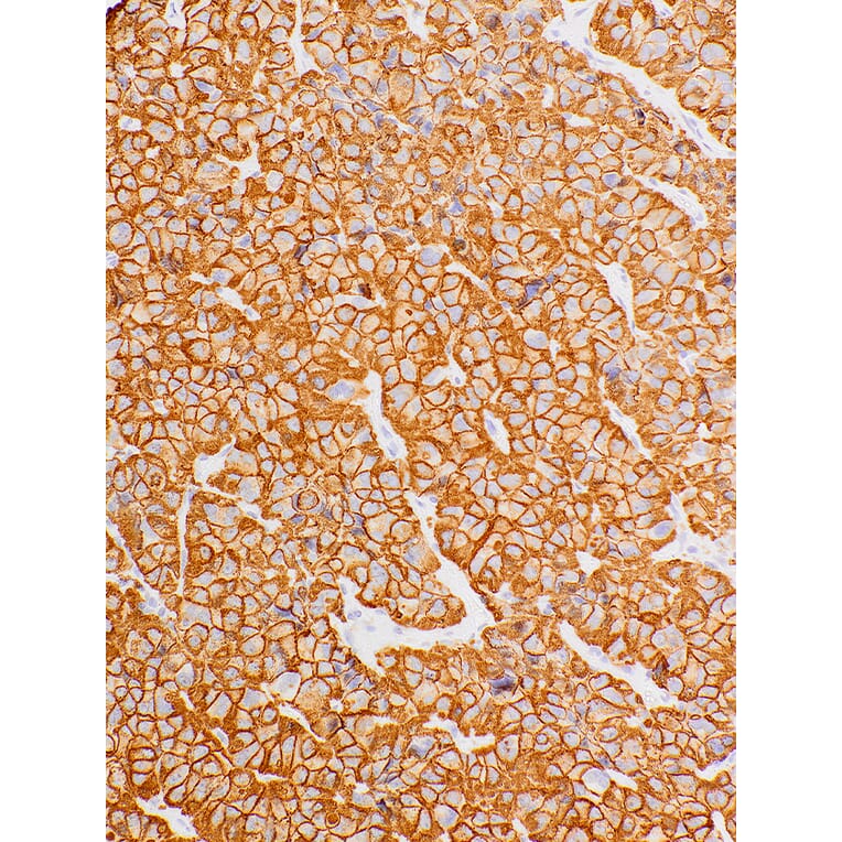 Immunohistochemistry - Anti-Growth Hormone Antibody [IHC589] (A324467) - Antibodies.com