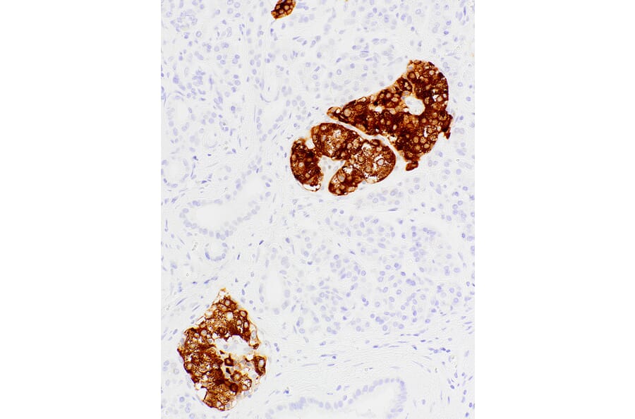 Immunohistochemistry - Anti-Insulin Antibody [IHC609] (A324471) - Antibodies.com
