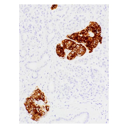 Immunohistochemistry - Anti-Insulin Antibody [IHC609] (A324471) - Antibodies.com