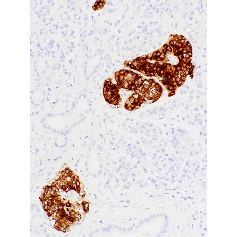 Immunohistochemistry - Anti-Insulin Antibody [IHC609] (A324471) - Antibodies.com