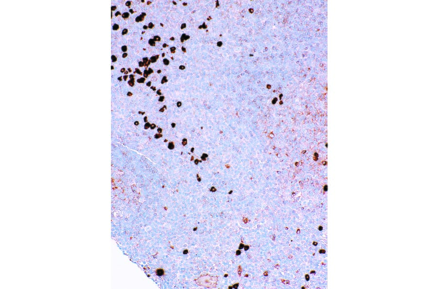 Immunohistochemistry - Anti-Lambda Light Chain Antibody [IHC709] (A324475) - Antibodies.com