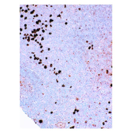 Immunohistochemistry - Anti-Lambda Light Chain Antibody [IHC709] (A324475) - Antibodies.com