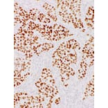 Immunohistochemistry - Anti-Nanog Antibody [IHC634] (A324484) - Antibodies.com