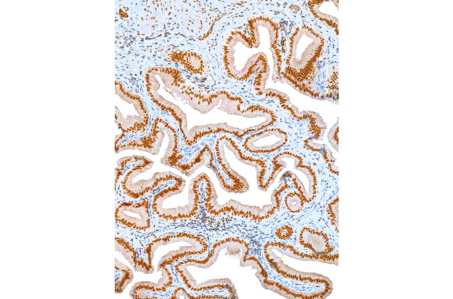 Immunohistochemistry - Anti-Oct4 Antibody [IHC643] (A324487) - Antibodies.com