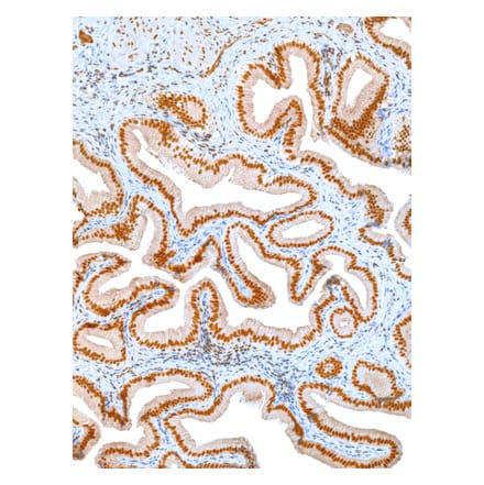 Immunohistochemistry - Anti-Oct4 Antibody [IHC643] (A324487) - Antibodies.com