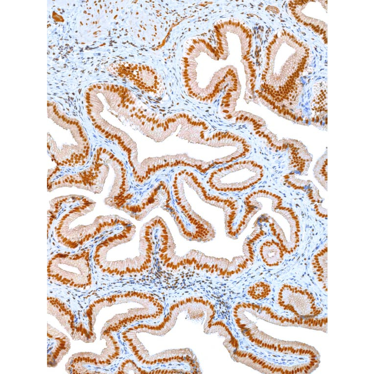 Immunohistochemistry - Anti-Oct4 Antibody [IHC643] (A324487) - Antibodies.com