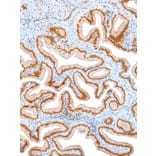Immunohistochemistry - Anti-Oct4 Antibody [IHC643] (A324487) - Antibodies.com