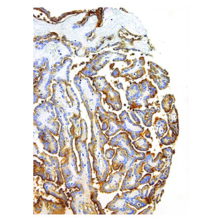 Immunohistochemistry - Anti-Thyroglobulin Antibody [IHC674] (A324500) - Antibodies.com