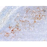 Immunohistochemistry - Anti-C4d Antibody [IHC519] (A324516) - Antibodies.com