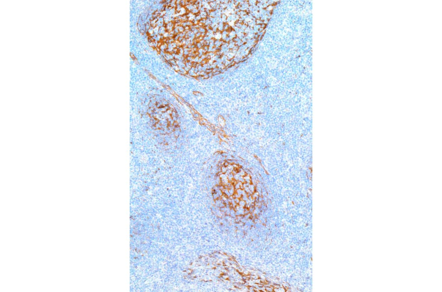 Immunohistochemistry - Anti-Clusterin Antibody [IHC546] (A324526) - Antibodies.com