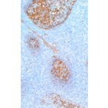 Immunohistochemistry - Anti-Clusterin Antibody [IHC546] (A324526) - Antibodies.com