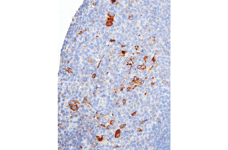 IHC - Anti-CTLA4 Antibody [IHC064] (A324529)