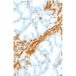 Immunohistochemistry - Anti-ERG Antibody [IHC569] (A324536) - Antibodies.com